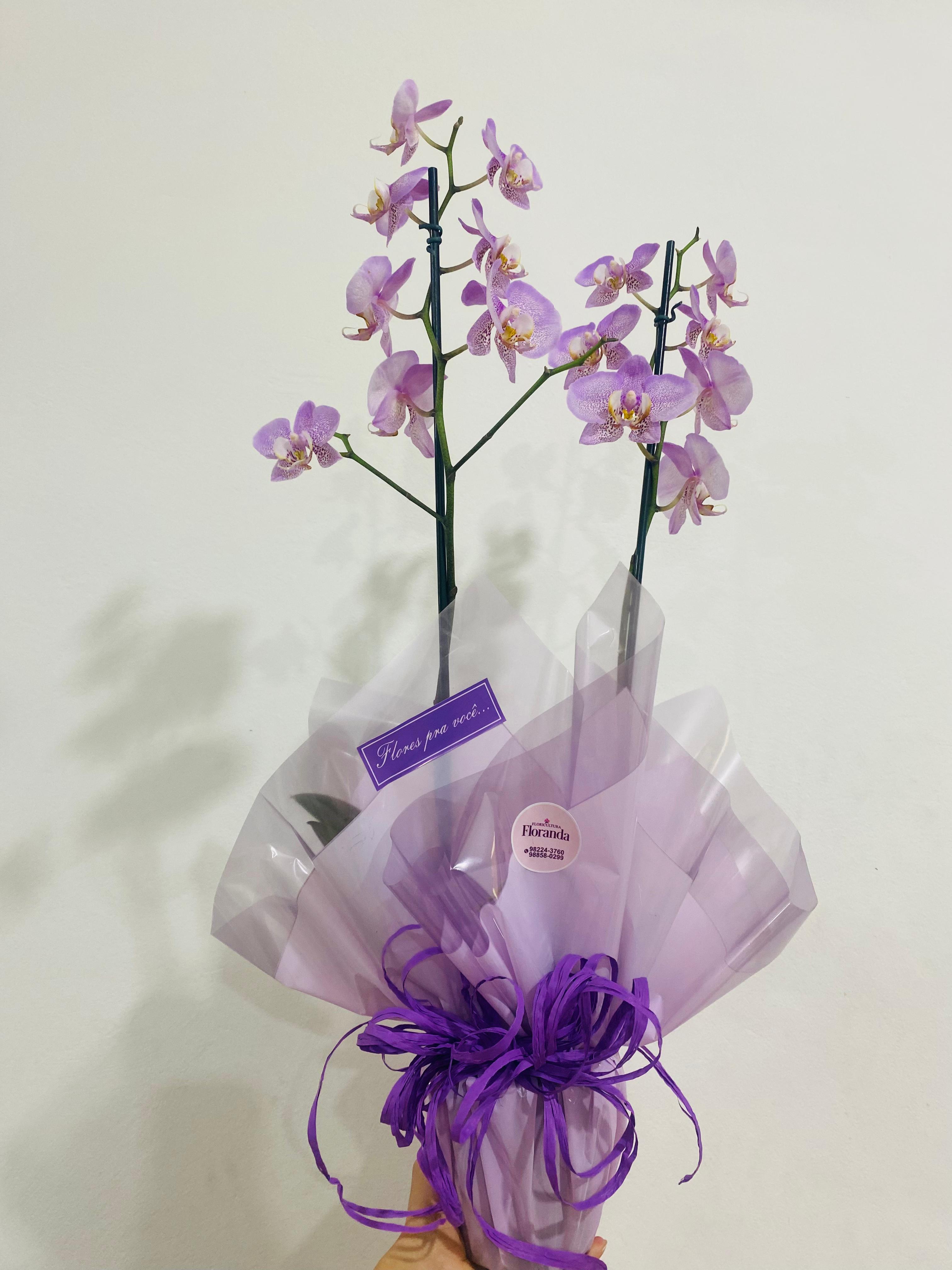 Orquídea Phalaenopsis 